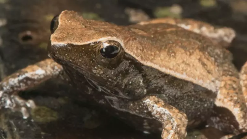 Lago de Seropédica, habitat de espécies ameaçadas, vira depósito de lixo