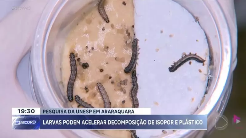 Larvas que comem plástico: Pesquisa da Unesp revoluciona reciclagem de isopor e outros materiais