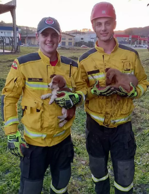Latidos salvam vidas: Bombeiros resgatam cães em situação de risco em Santa Catarina