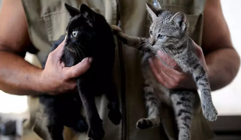 Lei proíbe tatuagens e piercings em cães e gatos no Brasil: entenda as novas regras
