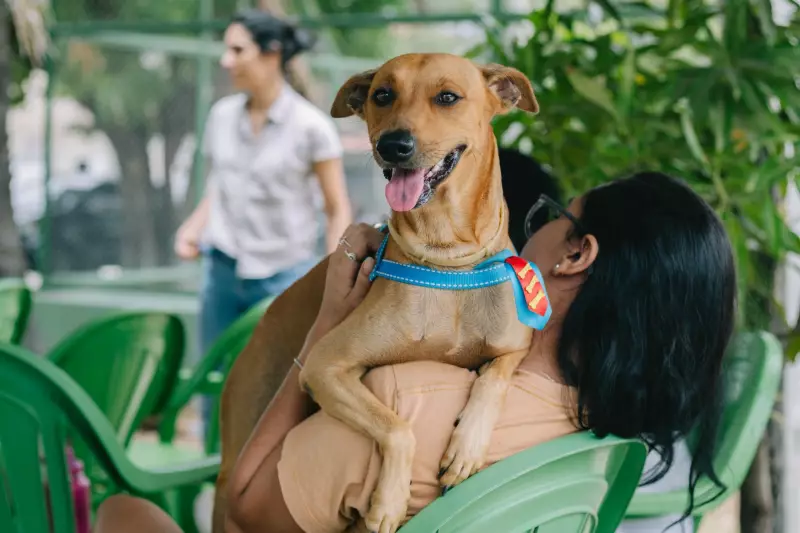 Lei proíbe tatuagens e piercings estéticos em cães e gatos: entenda as novas regras
