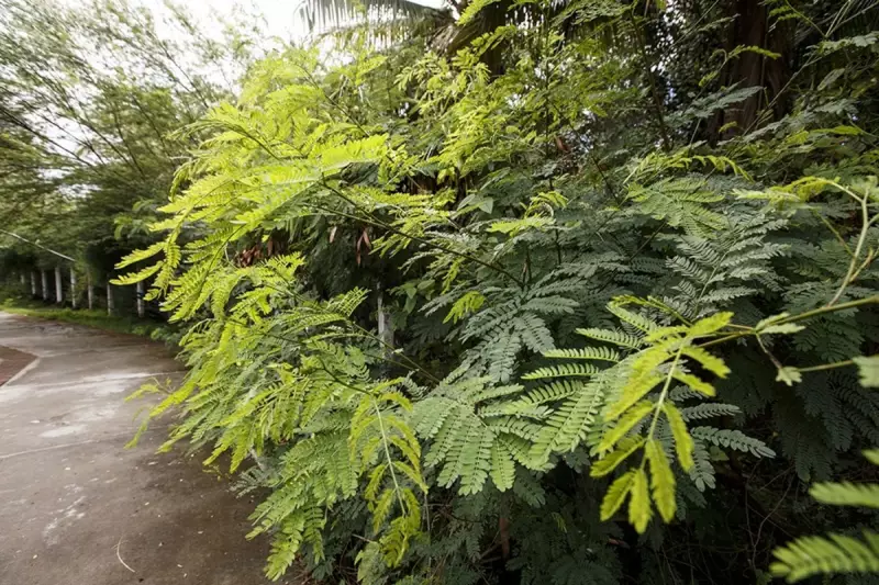 Leucena: a árvore invasora que veio do México e agora ameaça Campo Grande