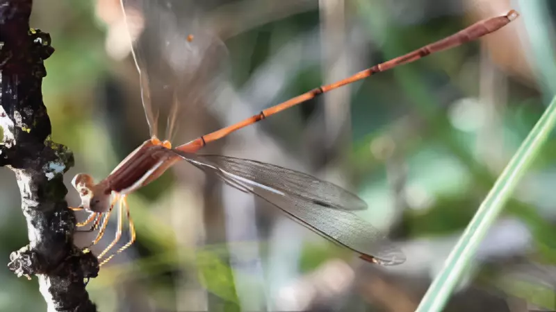 Libélula rara é redescoberta em Minas Gerais após mais de um século desaparecida