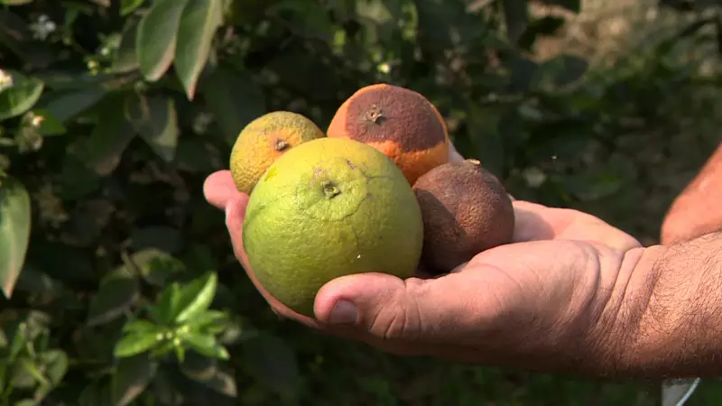 Limeira combate greening com substituição de murtas: saiba como a cidade protege a citricultura