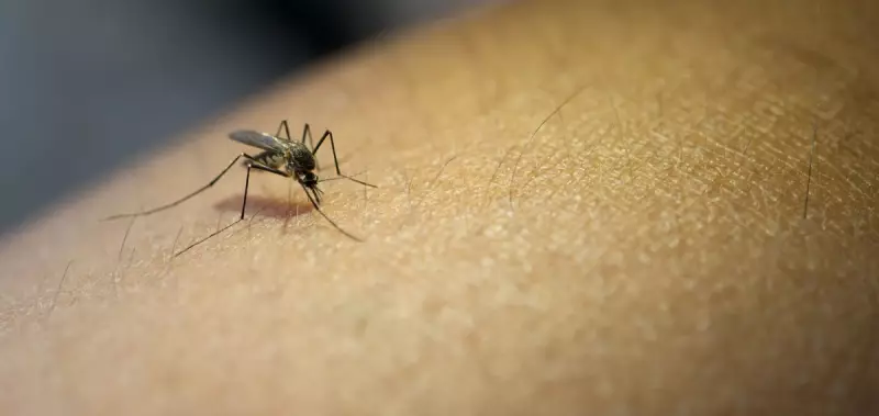Limeira enfrenta surto de dengue: número de mortes sobe para seis