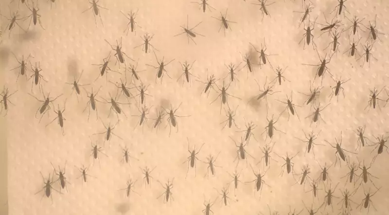 Limeira registra 7ª morte por dengue em 2025: sinais de alerta para agravamento da doença