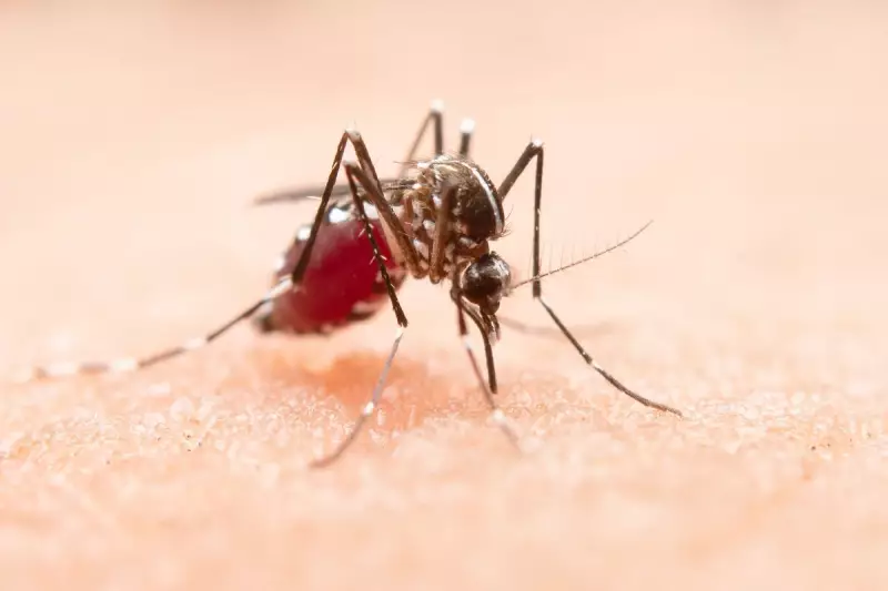 Limeira registra três novas mortes por dengue em apenas uma semana