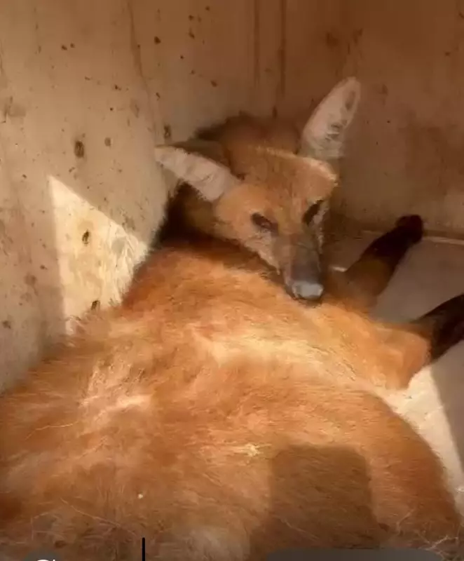Lobo-guará, ameaçado de extinção, é resgatado após atropelamento em rodovia de Teodoro Sampaio