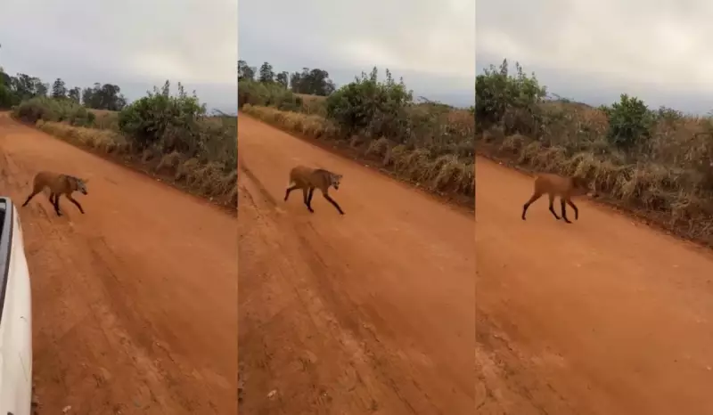 Lobo-guará surpreende morador na zona rural de São Miguel Arcanjo; veja o vídeo!