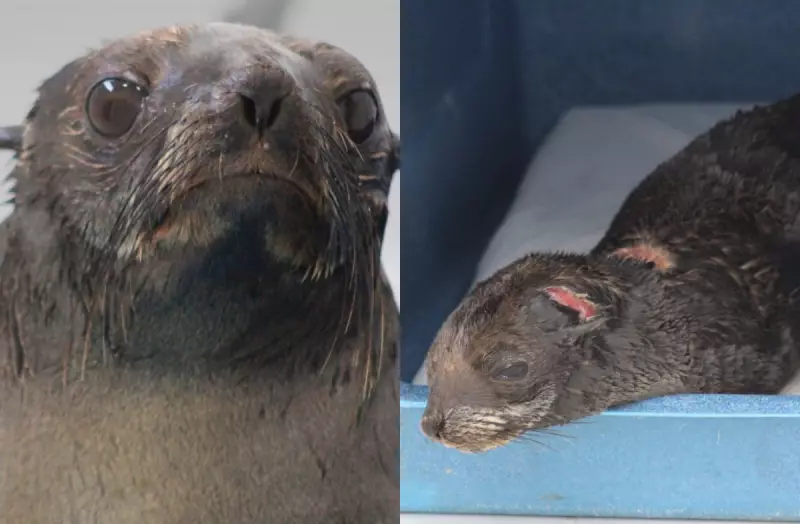 Lobo-marinho é resgatado com lesões em praia de Laguna, SC: veja detalhes