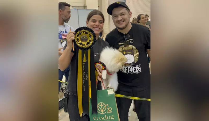 Lulu da Pomerânia de SP conquista título nacional de tosa: 'Veio para ser campeão', diz tutor