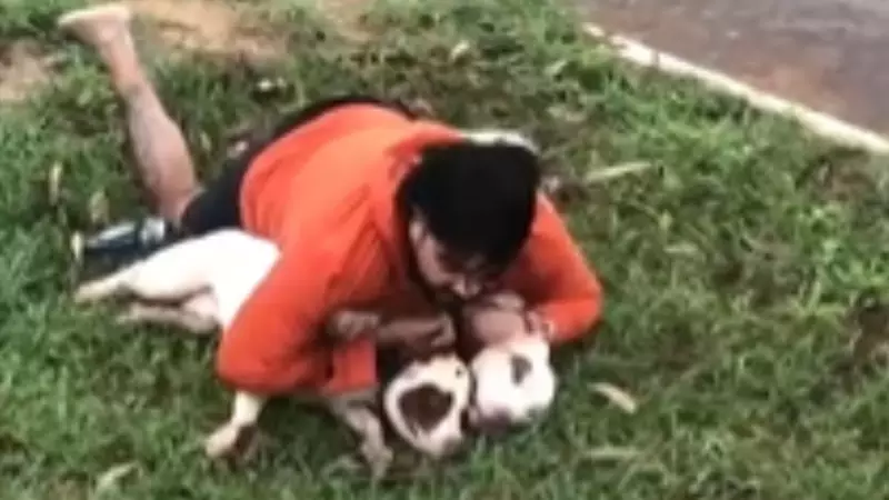 Lutador reage a ataque de pitbulls em MS: "Pensei que queriam brincar" | História de coragem e sobrevivência