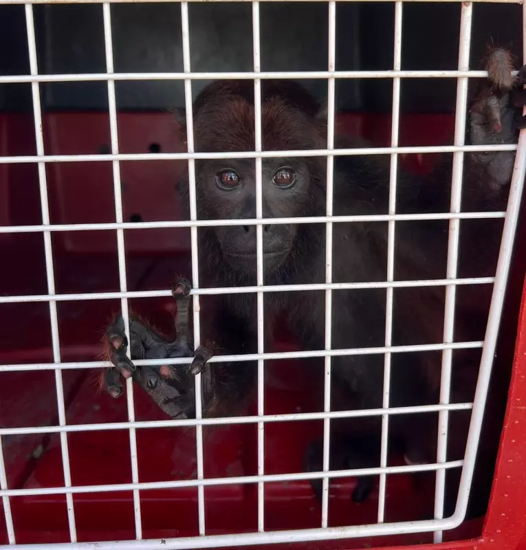 Macaco criado como pet é entregue voluntariamente aos bombeiros em Cruzeiro do Sul