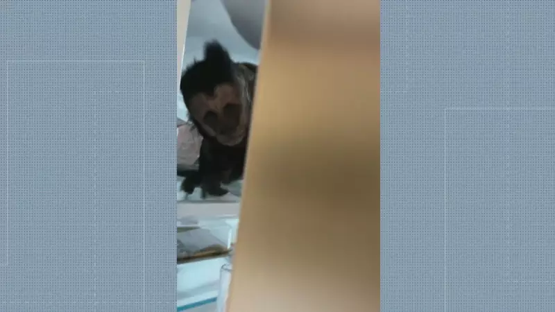 Macaco invade geladeira em residência no Jardim Botânico: veja o que aconteceu!