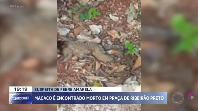Macaco morto em Ribeirão Preto acende alerta para febre amarela: entenda os riscos