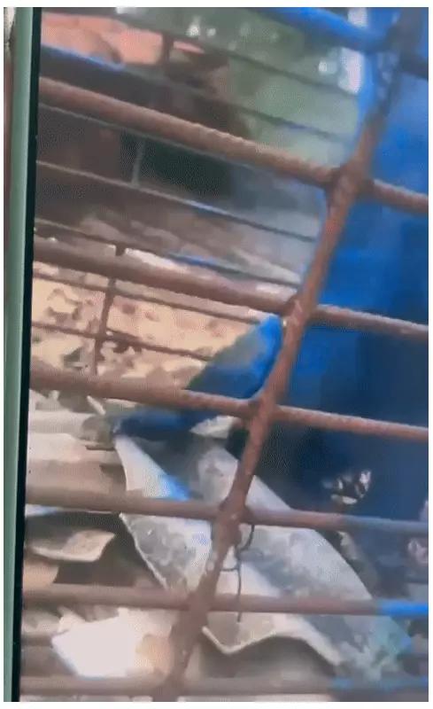 Macaco pintado de azul em MG: veterinário alerta para risco de intoxicação e vulnerabilidade