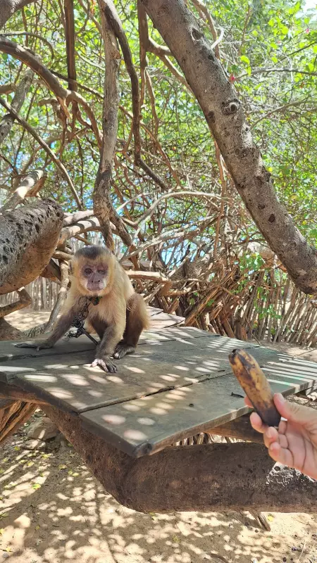 Macaco-prego resgatado em situação de vulnerabilidade na zona rural de Luís Correia - Piauí