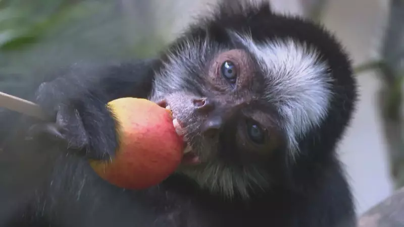 Macacos do Recife se deliciam com comidas típicas de São João em evento especial no zoológico