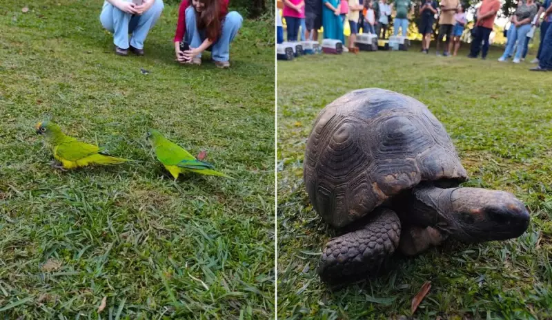 Mais de 170 aves silvestres ganham liberdade na região do Caparaó
