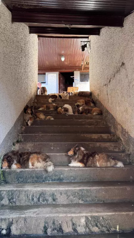 Mais de 50 cães da raça Pastor de Shetland são resgatados de canil clandestino na Grande SP