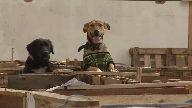 Mais de 700 pets em abrigos no RS: espaços são ampliados para enfrentar previsão de chuvas fortes