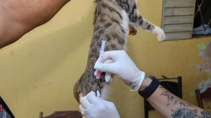 Mapim inicia campanha de vacinação antirrábica para cães e gatos: proteja seu pet!