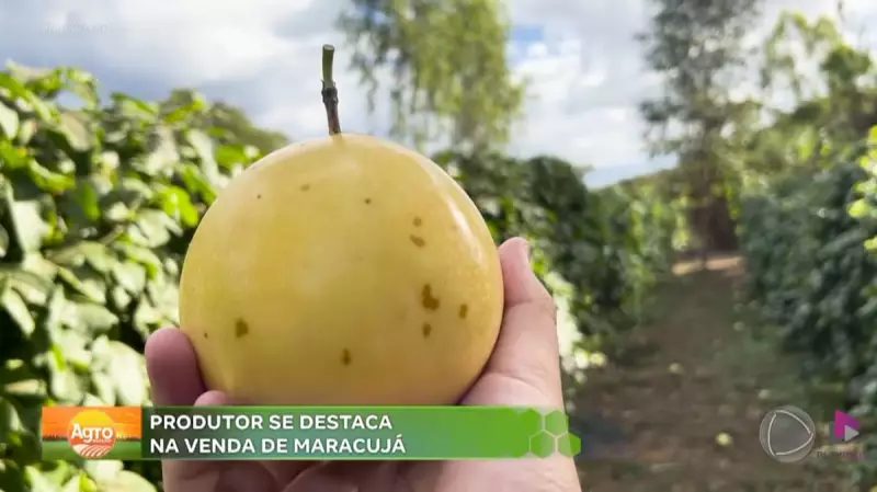 Maracujá impulsiona economia rural em Goiás: saiba como a fruta está transformando vidas no campo