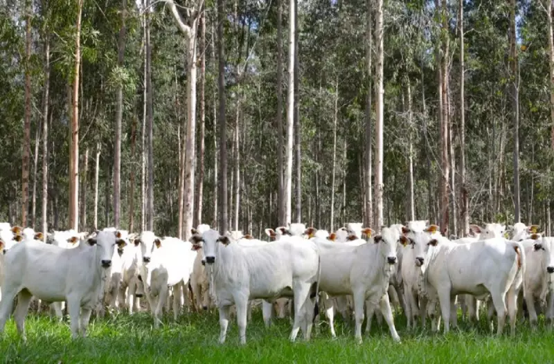 Mato Grosso do Sul libera trânsito de bovinos para outros estados após reconhecimento como área livre de febre aftosa