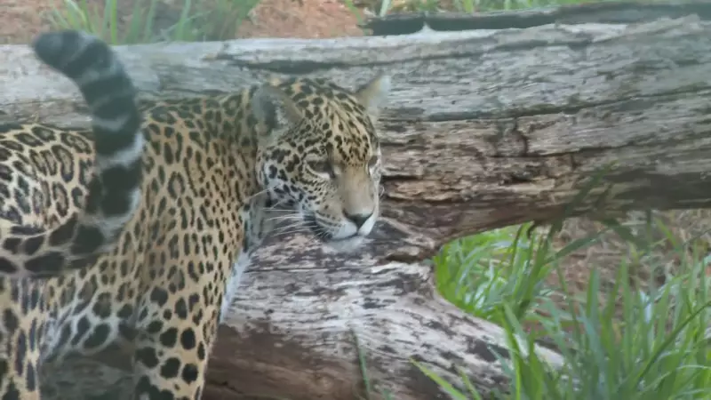Maya, a nova onça-pintada do Zoológico de BH, já está pronta para receber visitantes!