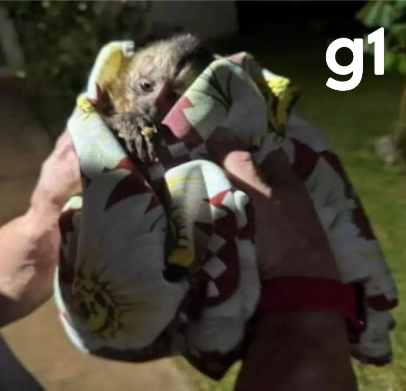 Médico em MT luta pela guarda de macaco-prego resgatado com pata amputada após apreensão pelo Ibama