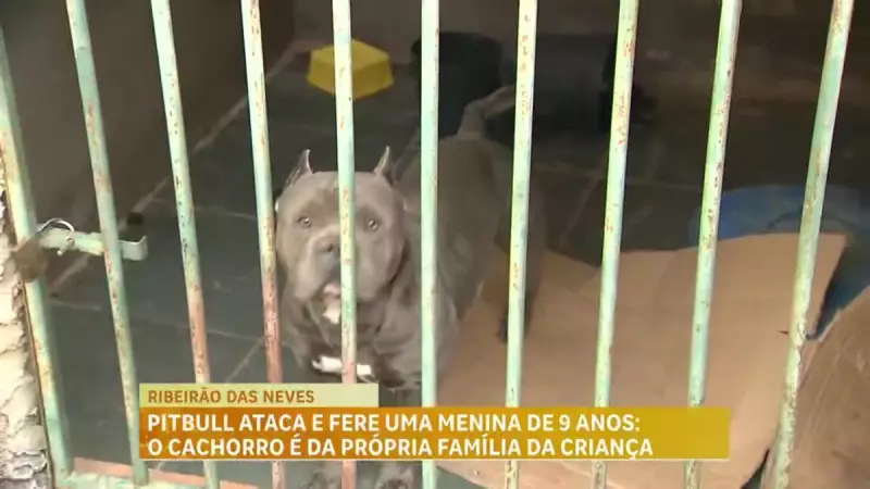 Menina é atacada por pitbull da família em Ribeirão das Neves (MG) e fica gravemente ferida