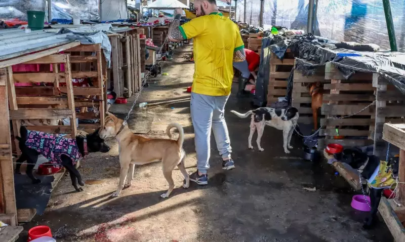Metade dos brasileiros afirma ajudar no resgate de animais em tragédias: pesquisa revela solidariedade