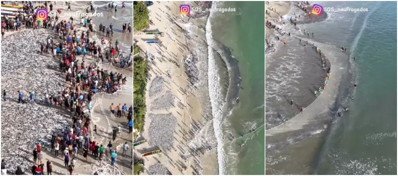 Milhares de tainhas cobrem a areia em Praia Grande, Florianópolis: fenômeno impressiona moradores e turistas