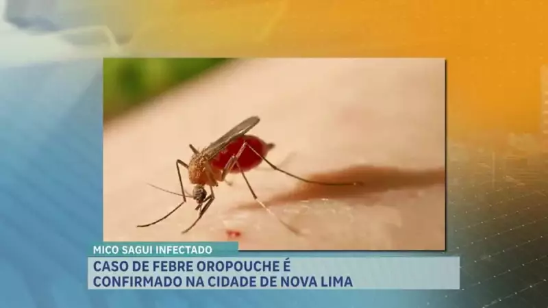 Minas Gerais em alerta: Casos de febre Oropouche disparam no estado