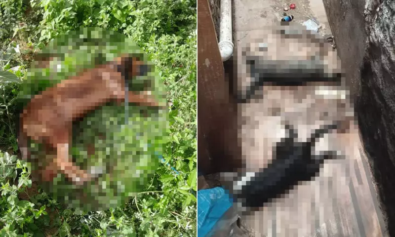 Mistério em Jacobina: Investigação aponta mortes suspeitas de cães e gatos na cidade