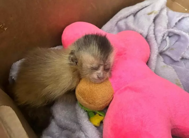 Momentos de fofura: recintos adaptados para animais silvestres enfrentarem o frio em Mato Grosso do Sul