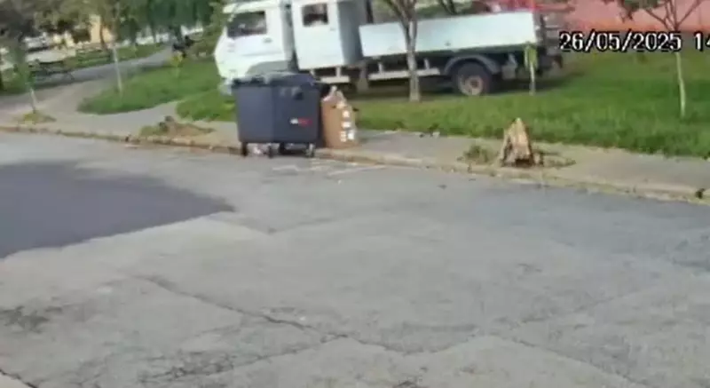 Morador de Sorocaba reclama após caminhão da prefeitura derrubar palmeira plantada por ele: 'Amo árvores'