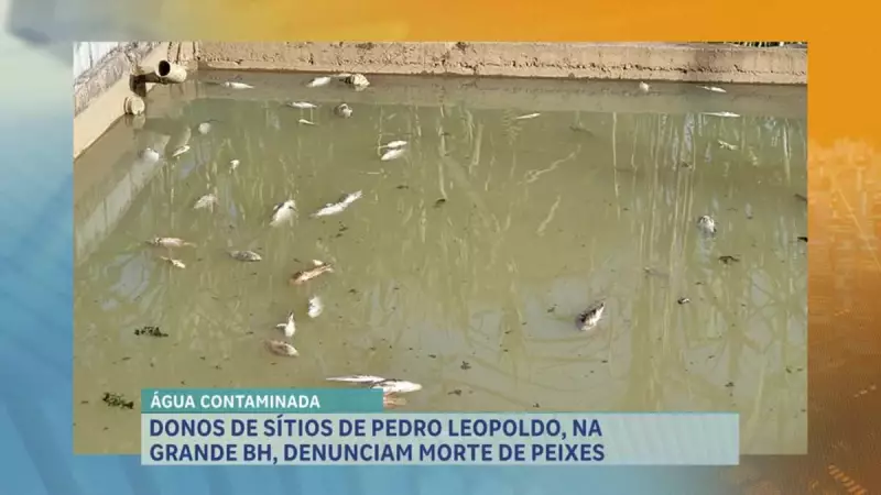 Moradores alertam sobre contaminação em tanques de peixes após rompimento de rede de esgoto em Minas Gerais