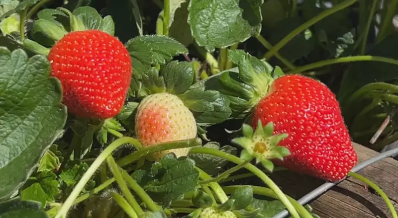 Morango Gigante e Doce: Nova Variedade Atrai Produtores em São Paulo