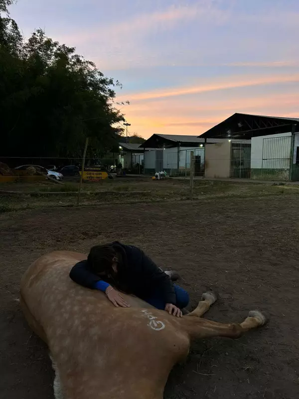 Morte de 17 cavalos em clube hípico de Volta Redonda: polícia investiga possível intoxicação por ração
