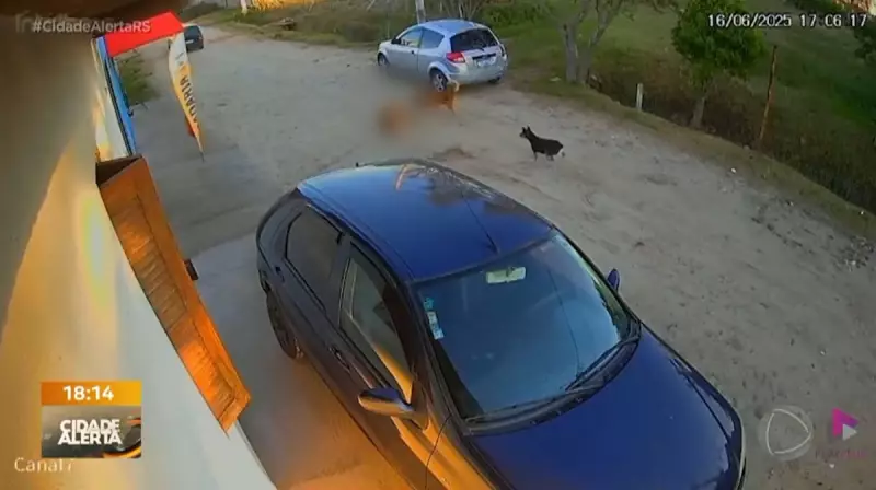 Motorista atropela cachorro em Rio Grande (RS) e foge sem prestar socorro: crime de abandono animal