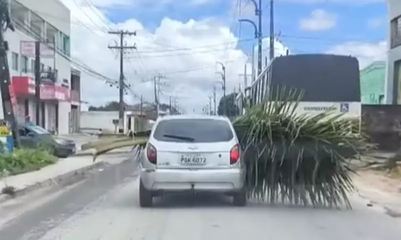 Motorista é flagrado em vídeo carregando palhas de coqueiro e causando acidentes em Jaboatão