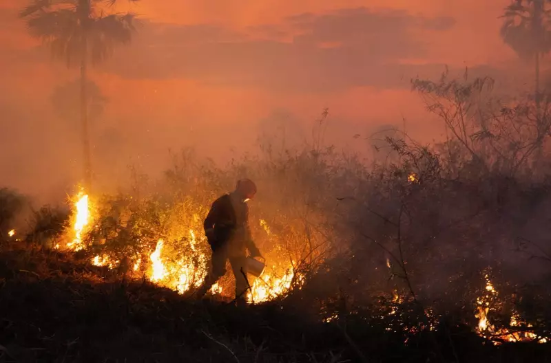 MT proíbe uso do fogo para limpeza e manejo rural no Pantanal: entenda o decreto