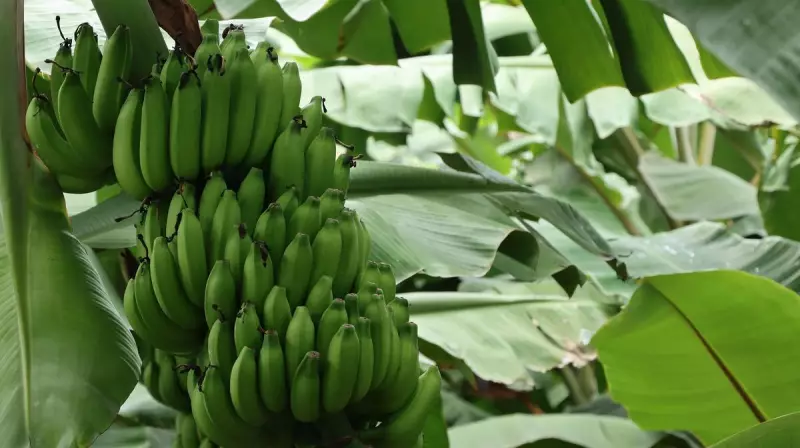 Mudanças climáticas ameaçam o cultivo de banana: fruta pode se tornar artigo de luxo