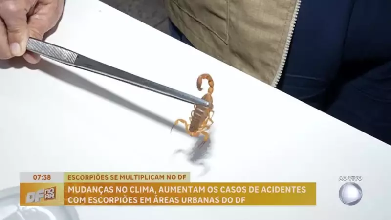 Mudanças climáticas aumentam acidentes com escorpiões no Distrito Federal: saiba como se proteger