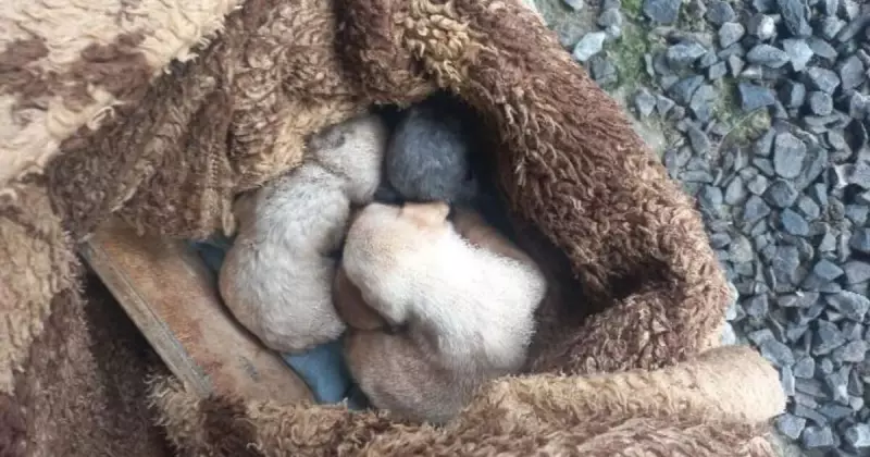 Mulher abandona cinco filhotes em valão e é indiciada por maus-tratos em Araranguá