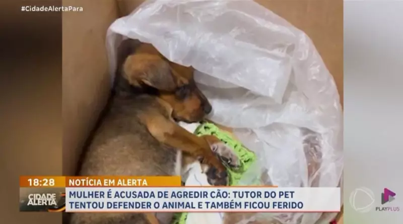 Mulher é presa após agredir companheiro e cachorro em Tailândia, no Pará