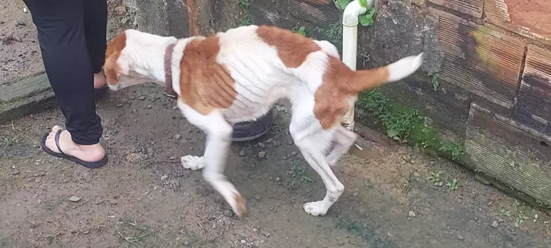Mulher é presa por maus-tratos a cachorro em Piraí: caso choca moradores