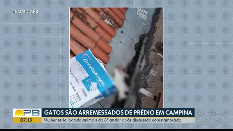 Mulher é suspeita de jogar gatos do 8º andar após briga com namorado em Campina Grande