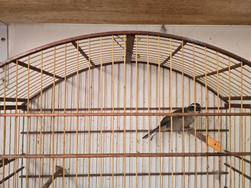 Multa de R$ 10 mil por manter aves silvestres em cativeiro em Limeira: entenda o caso